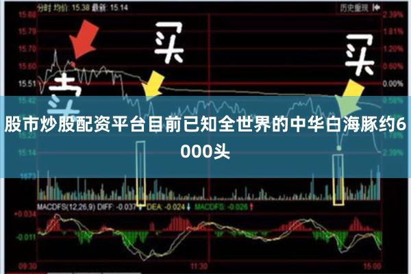 股市炒股配资平台目前已知全世界的中华白海豚约6000头